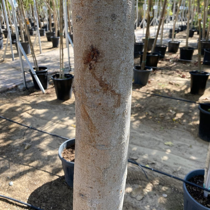 Ficus Religiosa 90 - 100 MM Trunk 3.5 to 4.0m - Greensouq - 