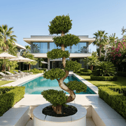 Ficus S Bonsai (2.5 - 2.7m) | UAE Lush Greens! - Greensouq - 