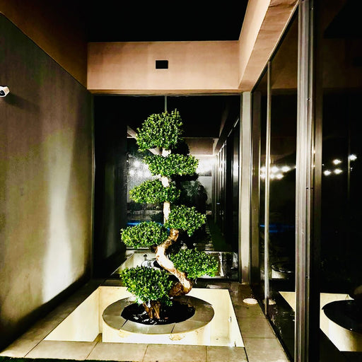 Ficus S Bonsai 2.5 to 2.7m - Greensouq - 