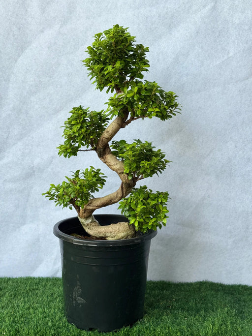 Ficus "S" Bonsai 50 - 70cm - Greensouq - 