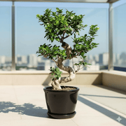 Ficus "S" Bonsai 50 - 70cm - Greensouq - 