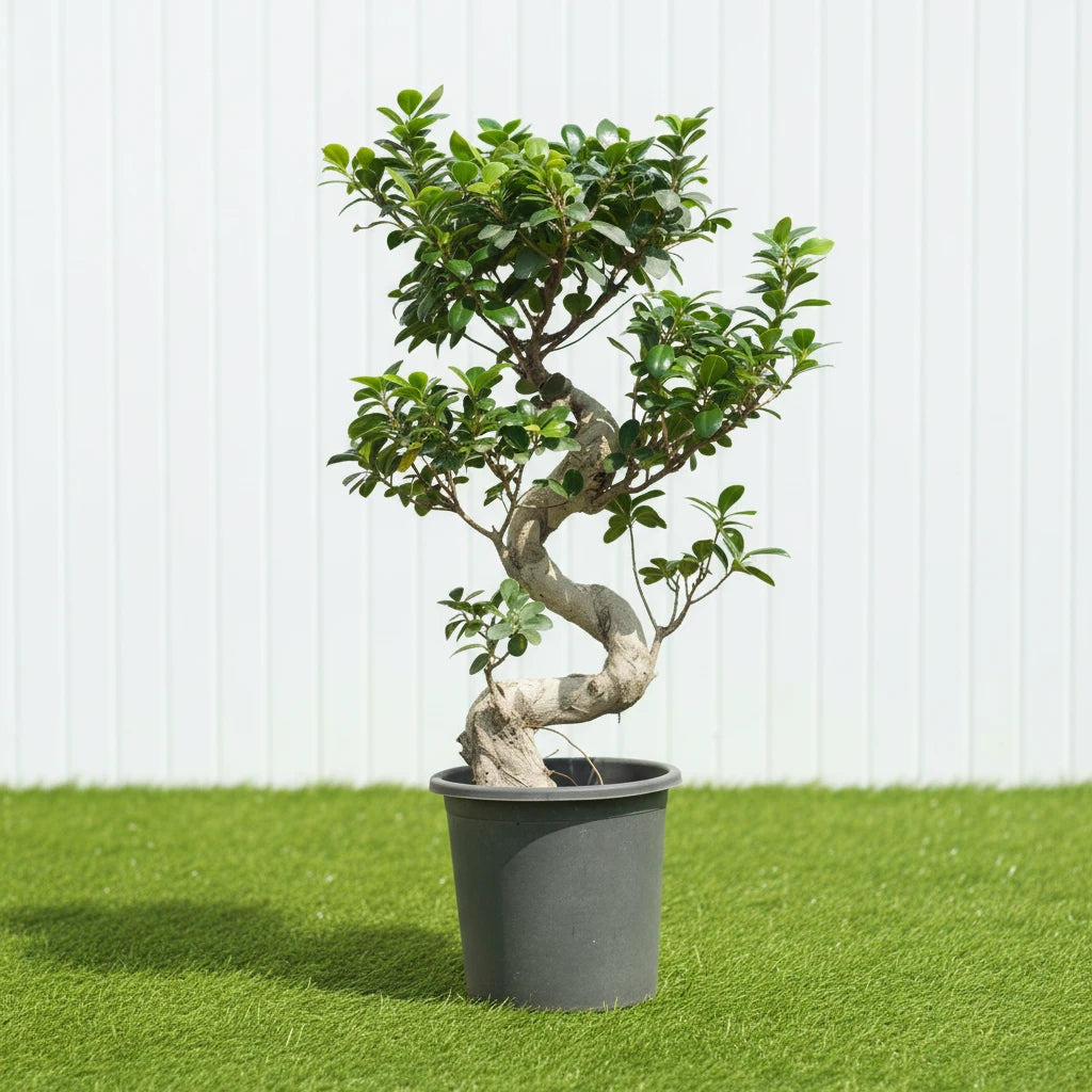 Ficus 