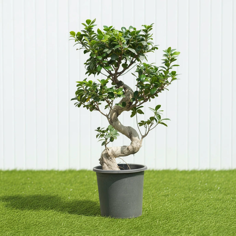bonsai tree dubai Ficus "S" Bonsai
