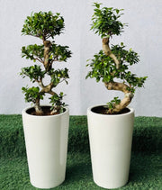 Ficus "S" Bonsai 50 - 70cm - Greensouq - 
