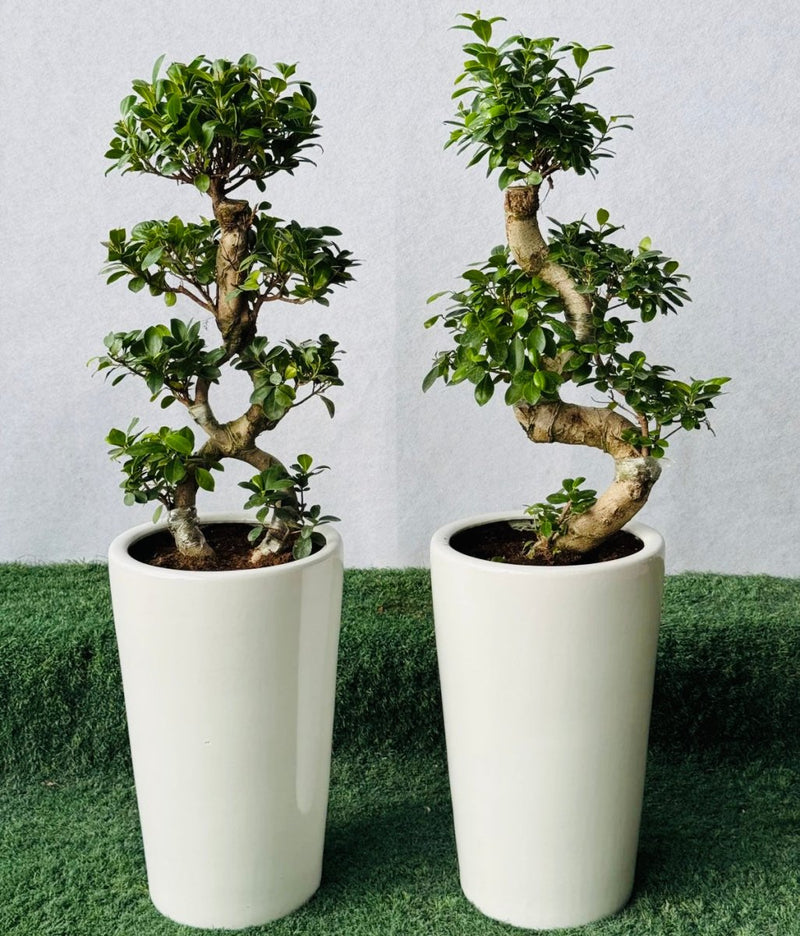Ficus "S" Bonsai 50 - 70cm - Greensouq - 
