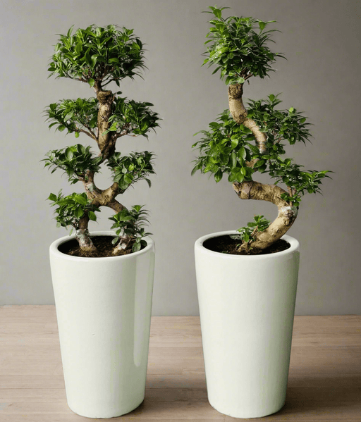 Ficus "S" Bonsai 50 - 70cm - Greensouq - 