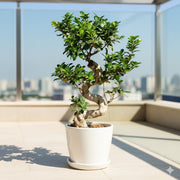 Ficus "S" Bonsai 50 - 70cm - Greensouq - 