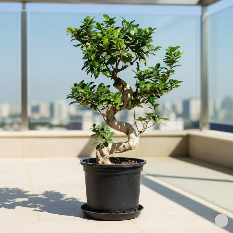 Ficus "S" Bonsai 50 - 70cm