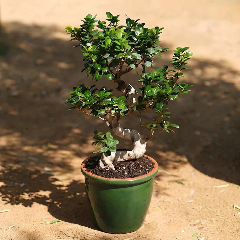 Ficus "S" Bonsai (50-70cm) | Dubai's Favorite Plant Form! - Greensouq -