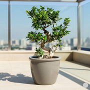 Ficus "S" Bonsai (50-70cm) | Dubai's Favorite Plant Form! - Greensouq -
