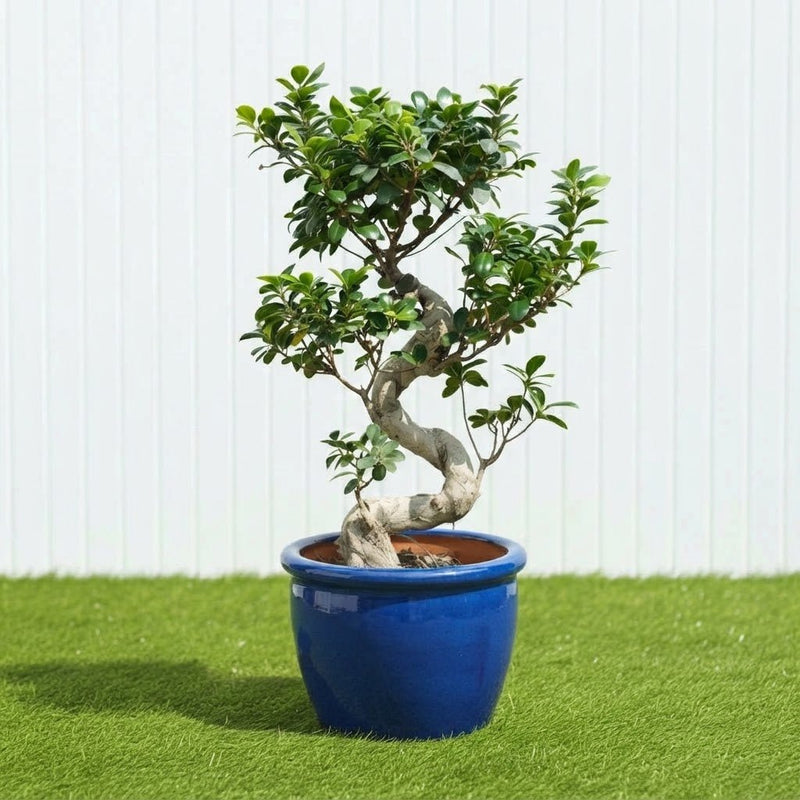 Ficus "S" Bonsai (50-70cm) | Dubai's Favorite Plant Form! - Greensouq -