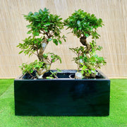 Ficus "S" Bonsai Duo in Rectangular Fiber Glass Planter (GRP) (70x30x30cm) - Greensouq - 