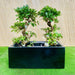 Ficus "S" Bonsai Duo in Rectangular Fiber Glass Planter (GRP) (70x30x30cm) - Greensouq - 