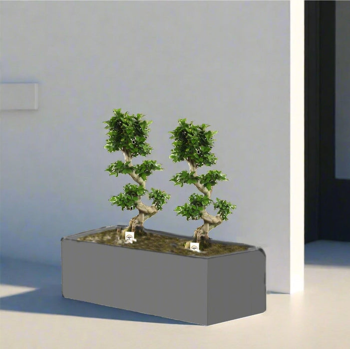 Ficus "S" Bonsai Duo in Rectangular Fiber Glass Planter (GRP) (70x30x30cm) - Greensouq - 