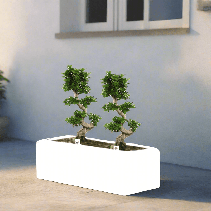 Ficus "S" Bonsai Duo in Rectangular Fiber Glass Planter (GRP) (70x30x30cm) - Greensouq - 