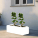 Ficus "S" Bonsai Duo in Rectangular Fiber Glass Planter (GRP) (70x30x30cm) - Greensouq - 
