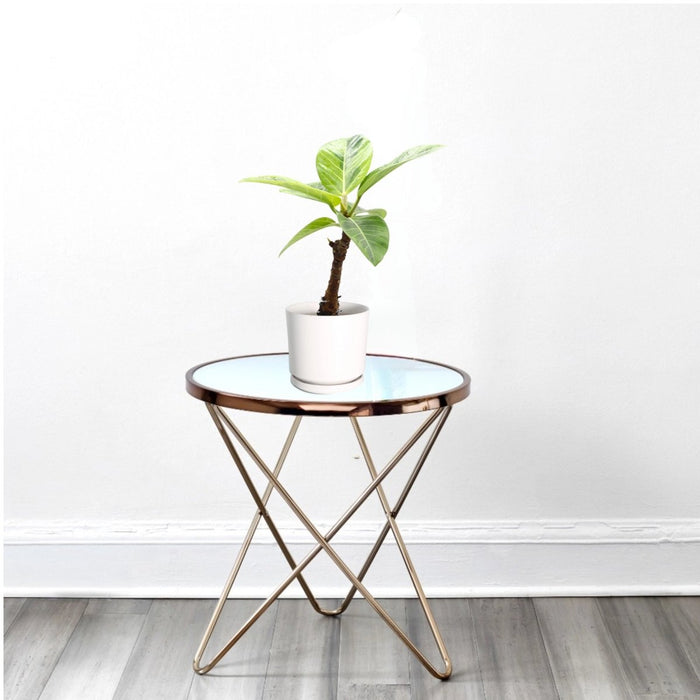 Ficus Variegated - 30cm - Greensouq - 