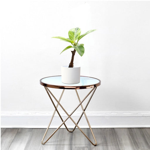 Ficus Variegated - 30cm - Greensouq - 