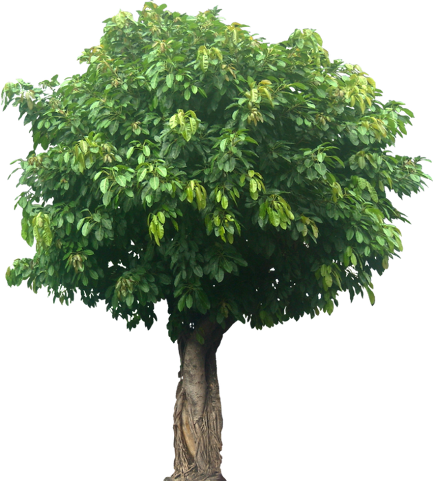 Ficus Infectoria-Virens "White Fig"