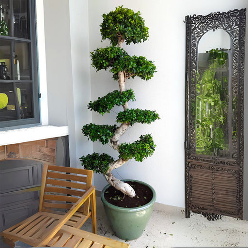 ficus S bonsai in rolled rim pot