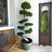 ficus S bonsai in rolled rim pot