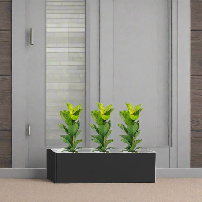 ficuslyrata