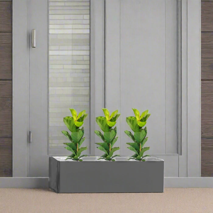 Ficus Lyrata Trio in Rectangular Fiber Glass Planter (GRP) (70x30x30cm)
