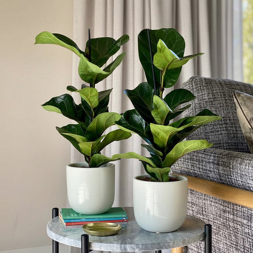 Fiddle - Leaf Fig Pair - Greensouq - 