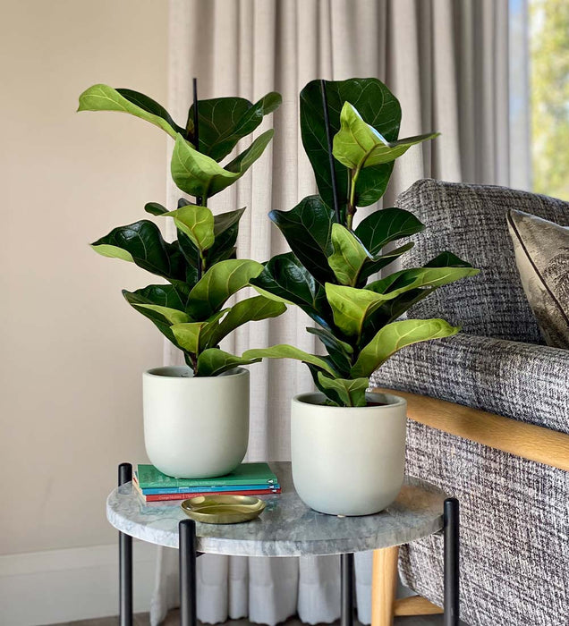 Fiddle - Leaf Fig Pair - Greensouq - 