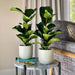 Fiddle - Leaf Fig Pair - Greensouq - 