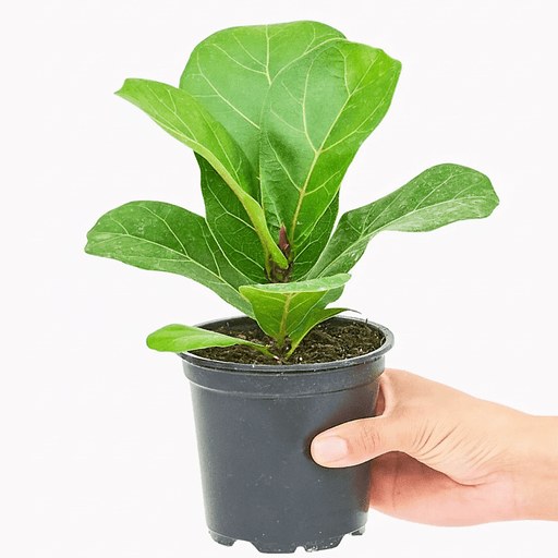 Fiddle Leaf Mini - Greensouq - 