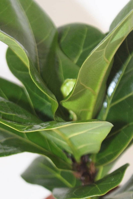 Fiddle Leaf Mini - Greensouq - 