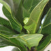Fiddle Leaf Mini - Greensouq - 