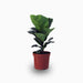 Fiddle Leaf Mini - Greensouq - 