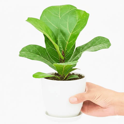 Fiddle Leaf Mini - Greensouq - 