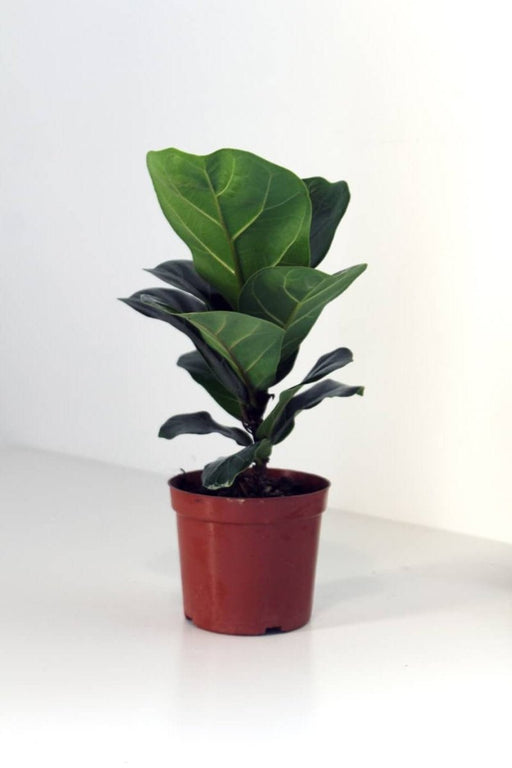 Fiddle Leaf Mini - Greensouq - 
