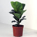 Fiddle Leaf Mini - Greensouq - 