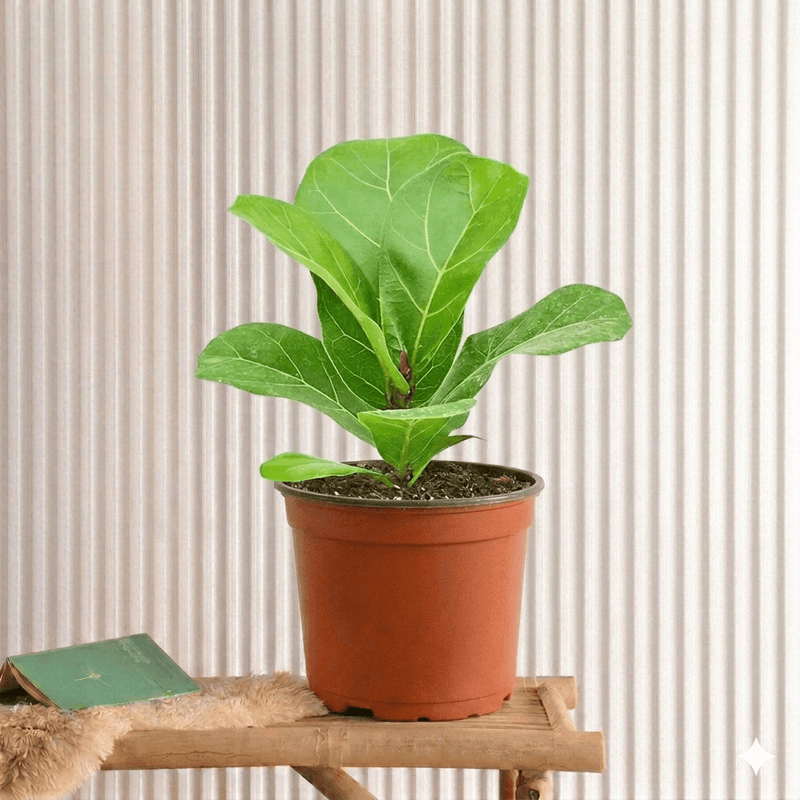 Fiddle Leaf (Mini) | Dubai's Top indoor Plants! - Greensouq - 