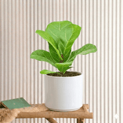 Fiddle Leaf (Mini) | Dubai's Top indoor Plants! - Greensouq - 