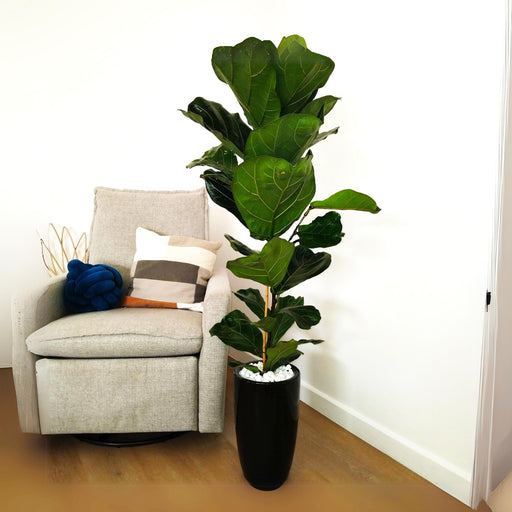 Ficus Lyrata, Fiddle Leaf