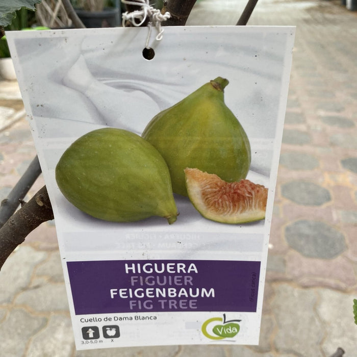 Fig Tree Middle eastern 1.0 - 1.2m - Greensouq - 