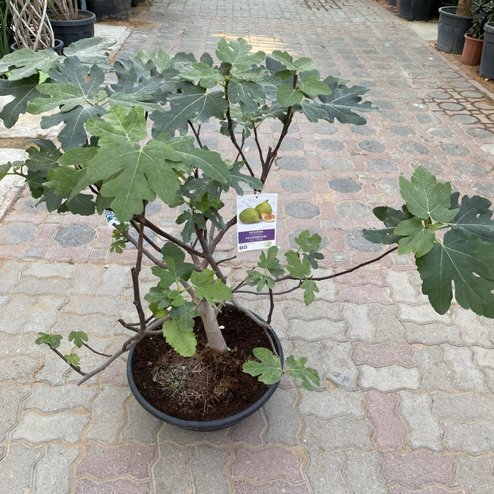 Fig Tree Middle eastern 1.0 - 1.2m - Greensouq - 