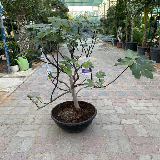 Fig Tree Middle eastern 1.0 - 1.2m - Greensouq - 