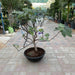 Fig Tree Middle eastern 1.0 - 1.2m - Greensouq - 
