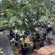 Fig Tree yellow 1.5 - 2.0m - Greensouq -