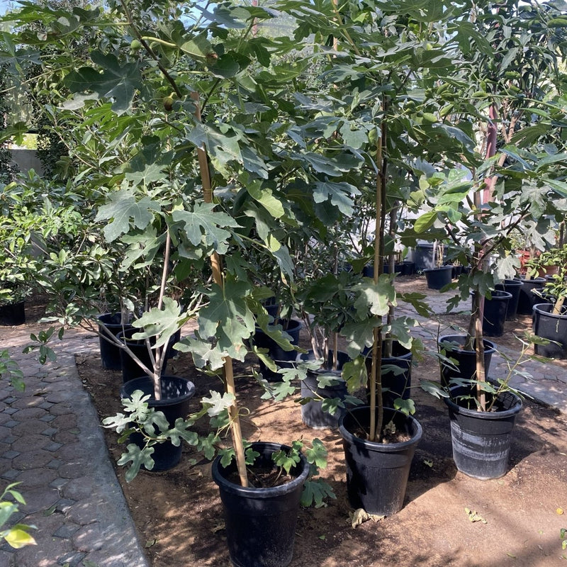 Fig Tree yellow 1.5 - 2.0m - Greensouq -