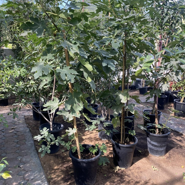 Fig Tree yellow1.5 - 2.0m - Greensouq - 