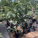 Fig Tree yellow1.5 - 2.0m - Greensouq - 