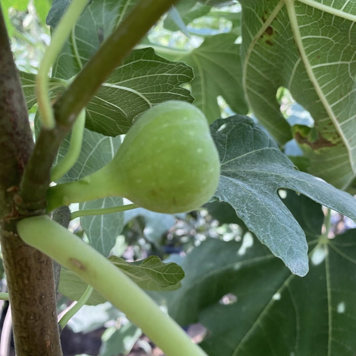 Fig Tree yellow1.5 - 2.0m - Greensouq - 