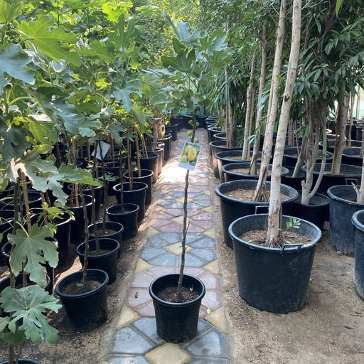 Fig Tree yellow1.5 - 2.0m - Greensouq - 